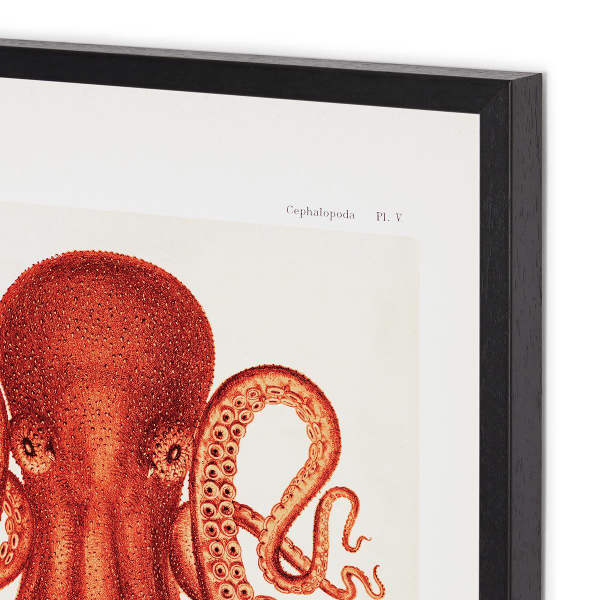 Natural History Museum Vintage Octopus Framed Print, A2 – image 11