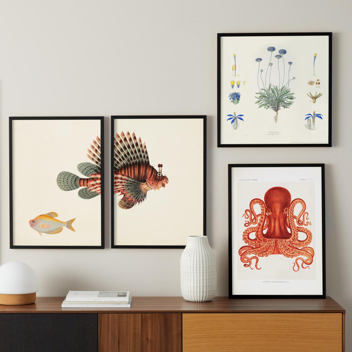 Natural History Museum Vintage Octopus Framed Print, A2 – image 12