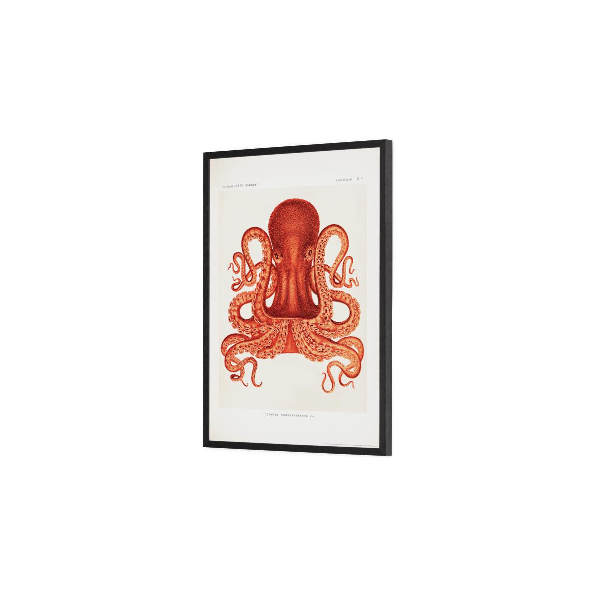 Natural History Museum Vintage Octopus Framed Print, A2 – image 4