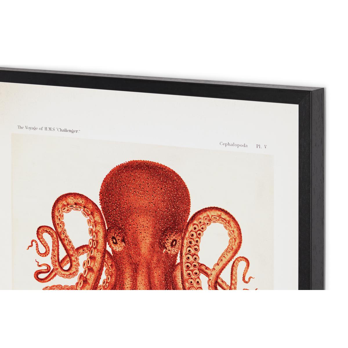 Natural History Museum Vintage Octopus Framed Print, A2 – image 5