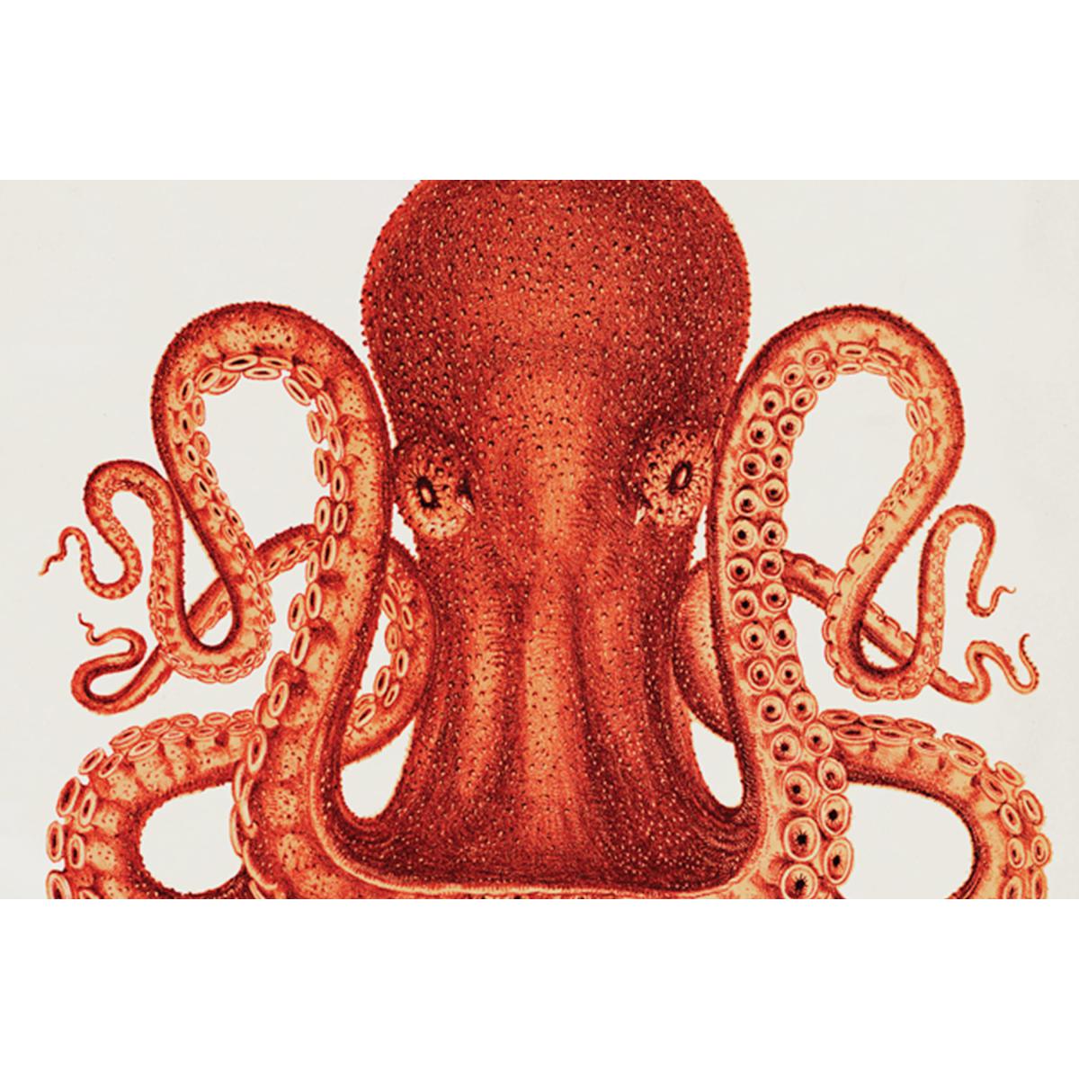 Natural History Museum Vintage Octopus Framed Print, A2 – image 7