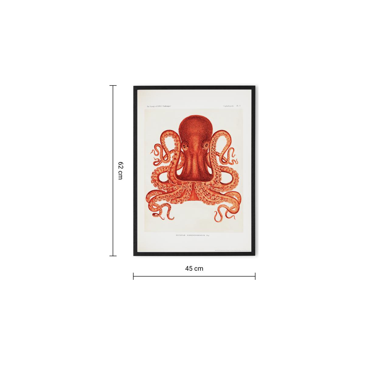 Natural History Museum Vintage Octopus Framed Print, A2 – image 8