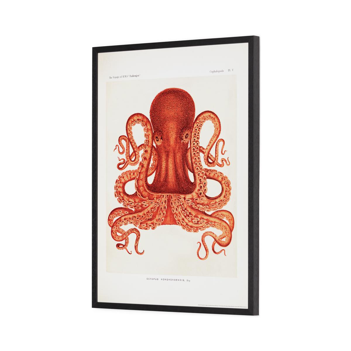 Natural History Museum Vintage Octopus Framed Print, A2 – image 10