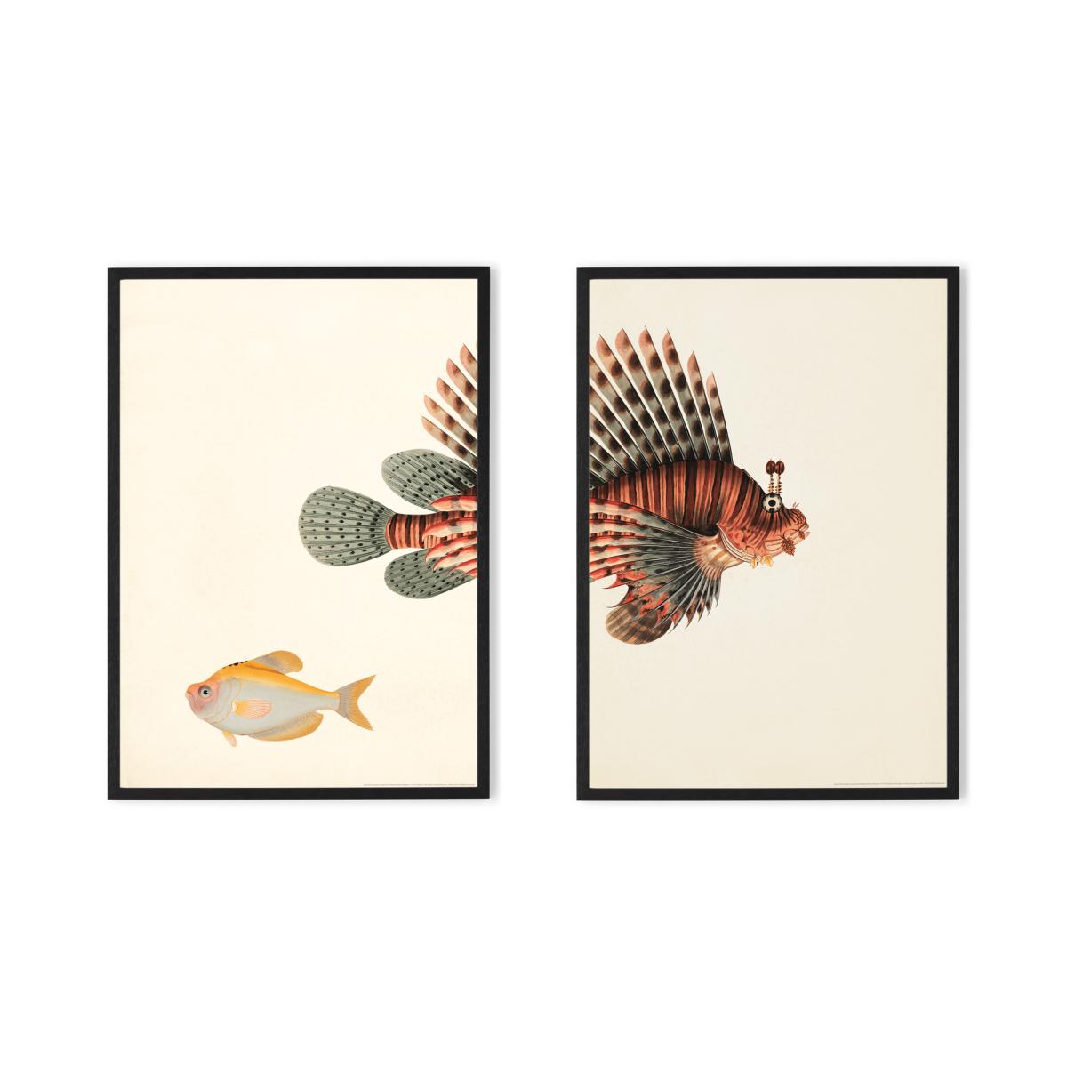 Natural History Museum Vintage Fish Set of 2 Framed Prints, A3 – image 2