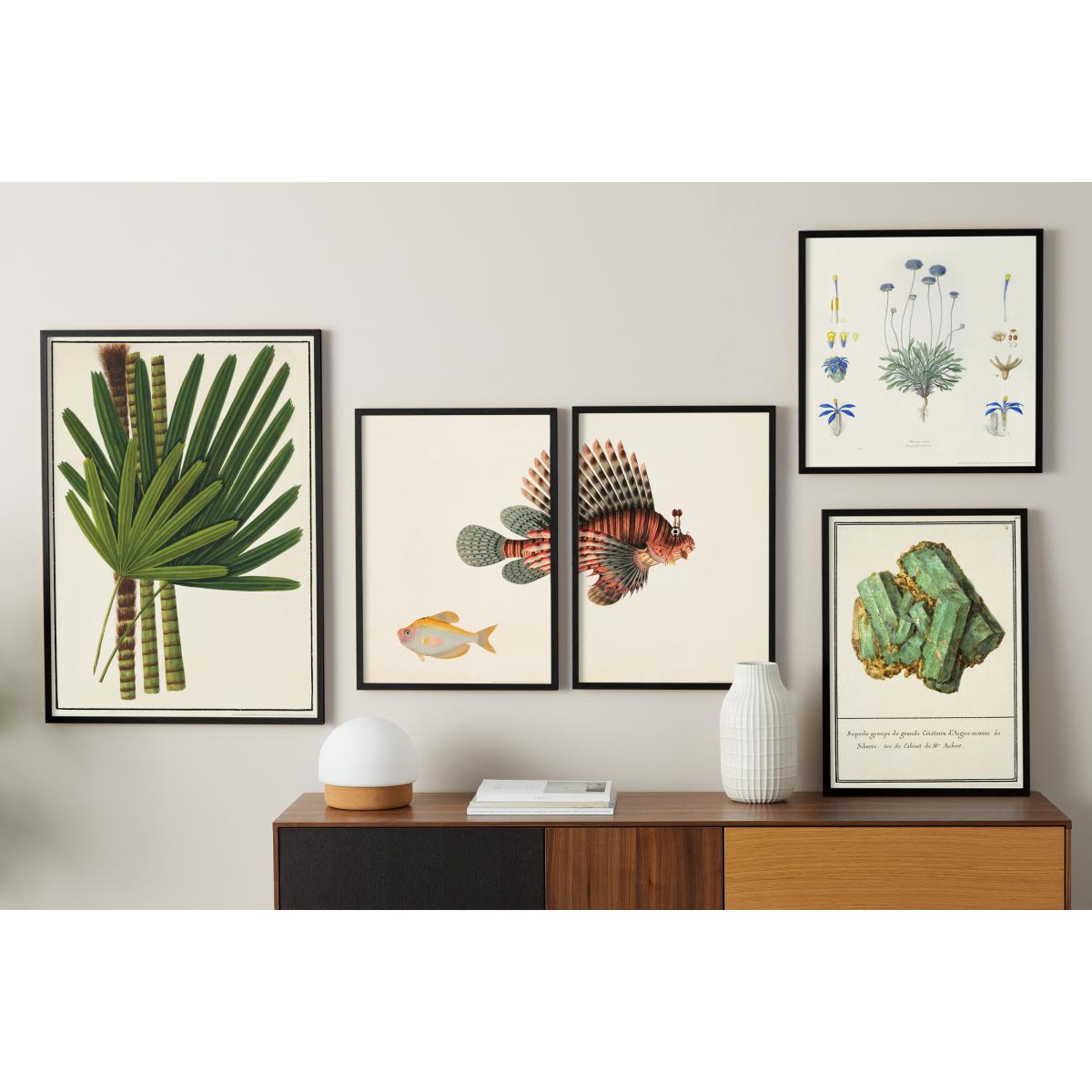 Natural History Museum Vintage Fish Set of 2 Framed Prints, A3 – image 6