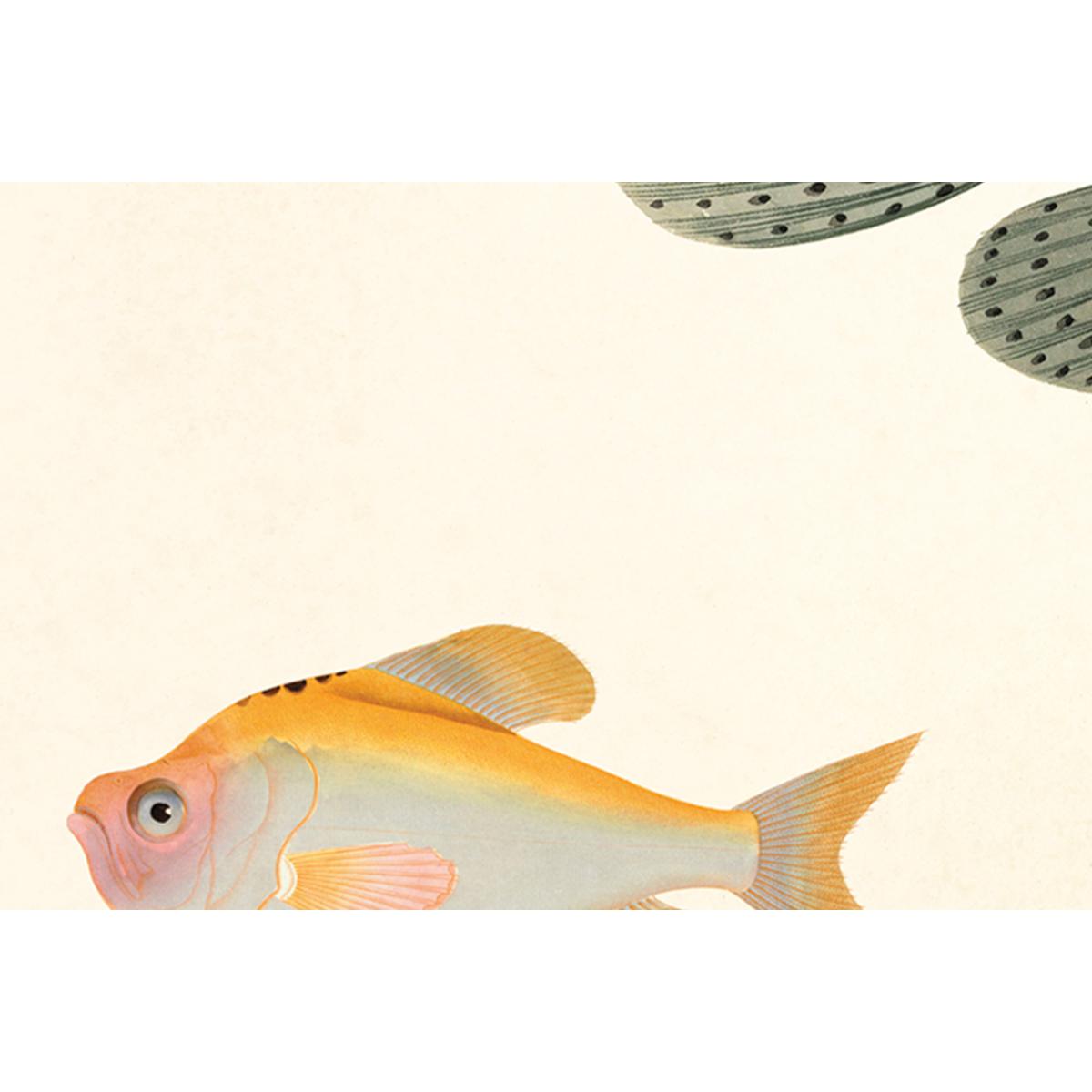 Natural History Museum Vintage Fish Set of 2 Framed Prints, A3 – image 7