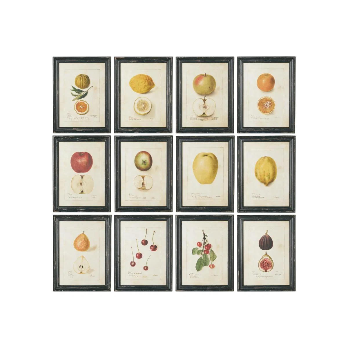 Anatomical Fruit Framed Prints, Set of 12 - Black – image 1