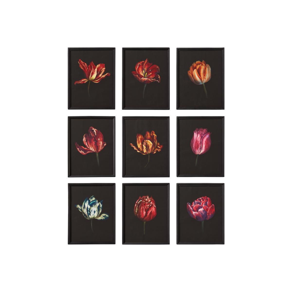 Set of Nine Dutch Tulip Framed Prints - Multi – image 1