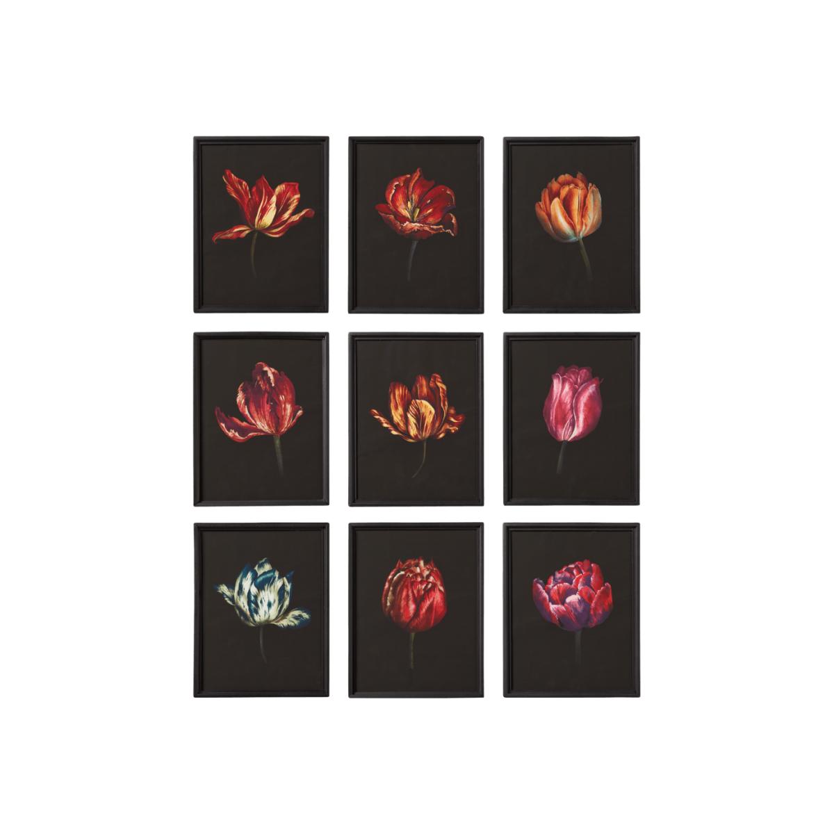 OKA, Set of Nine Dutch Tulip Framed Prints - Multi, Wall Prints, Glass/Wood – image 1