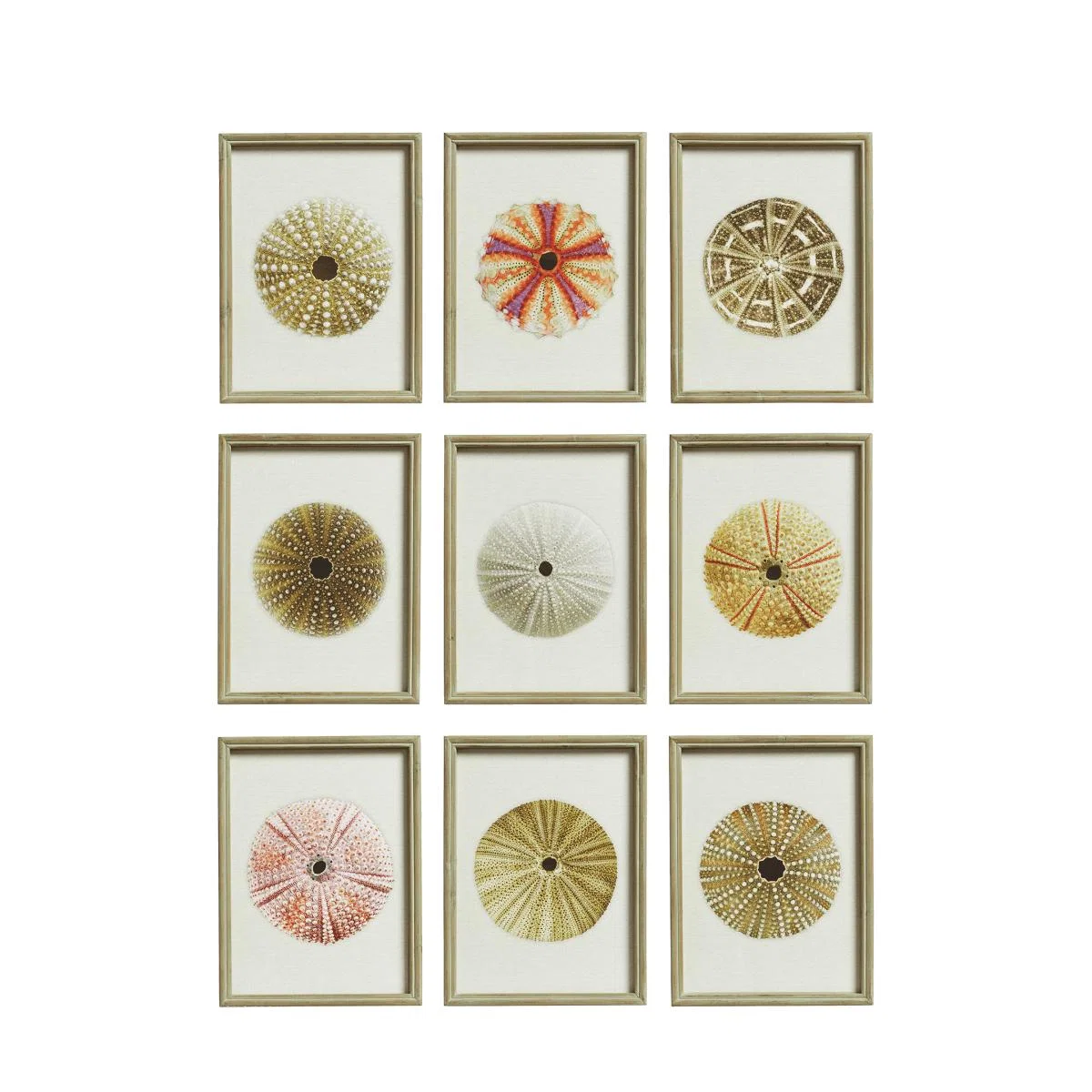 Set of Nine Framed Sea Urchin Prints - Multi – image 2