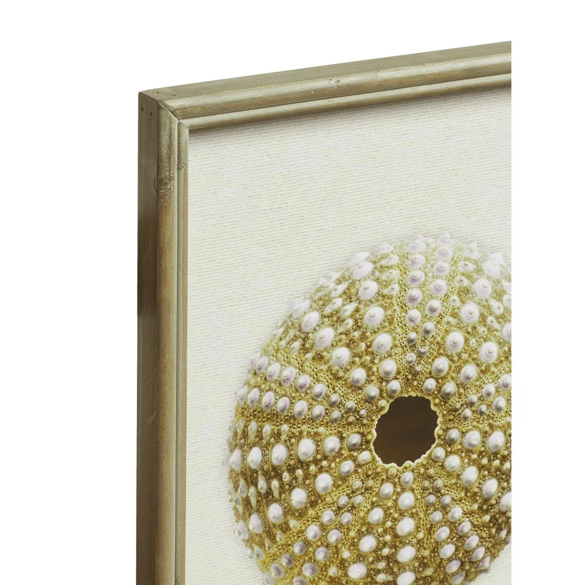 Set of Nine Framed Sea Urchin Prints - Multi – image 4