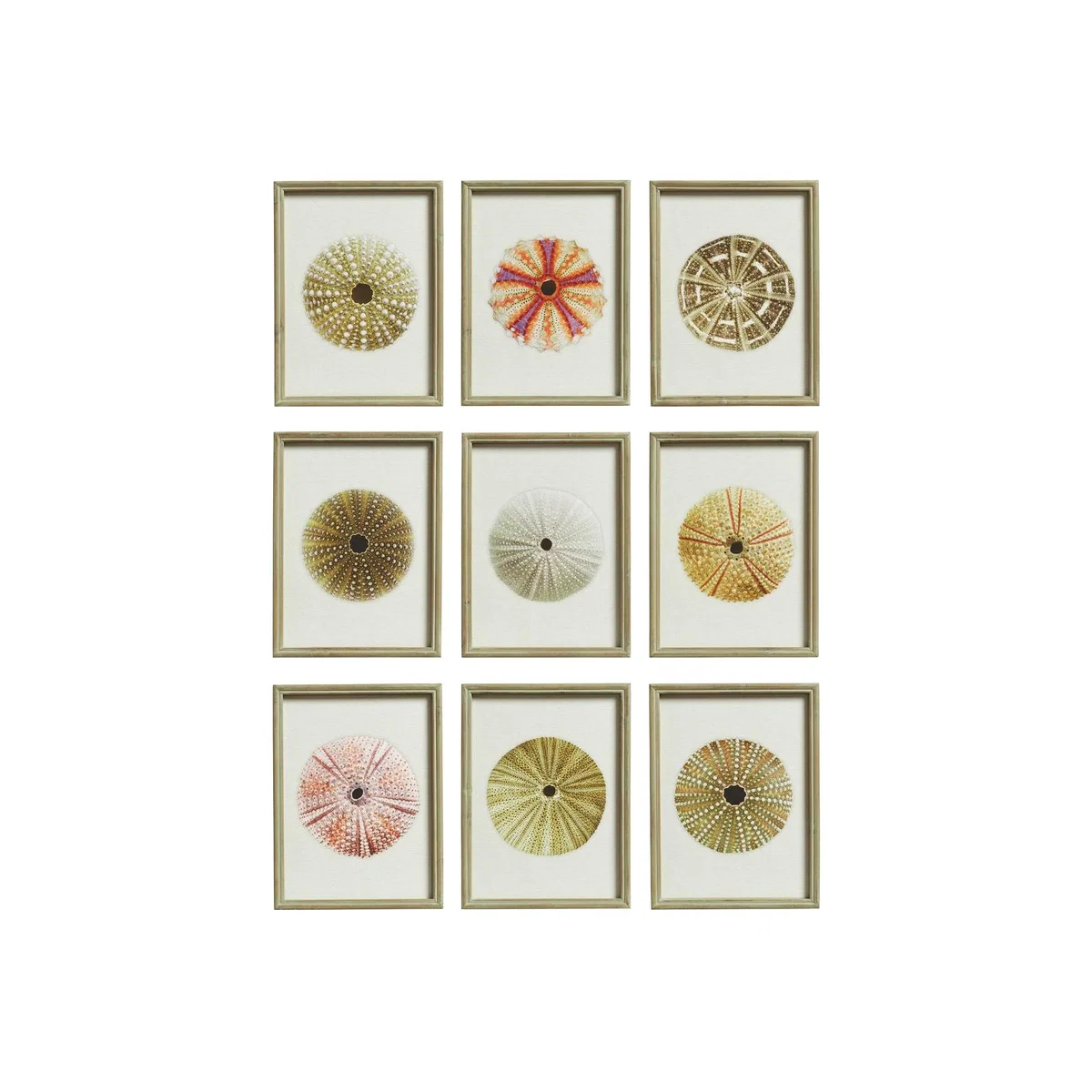 Set of Nine Framed Sea Urchin Prints - Multi – image 1