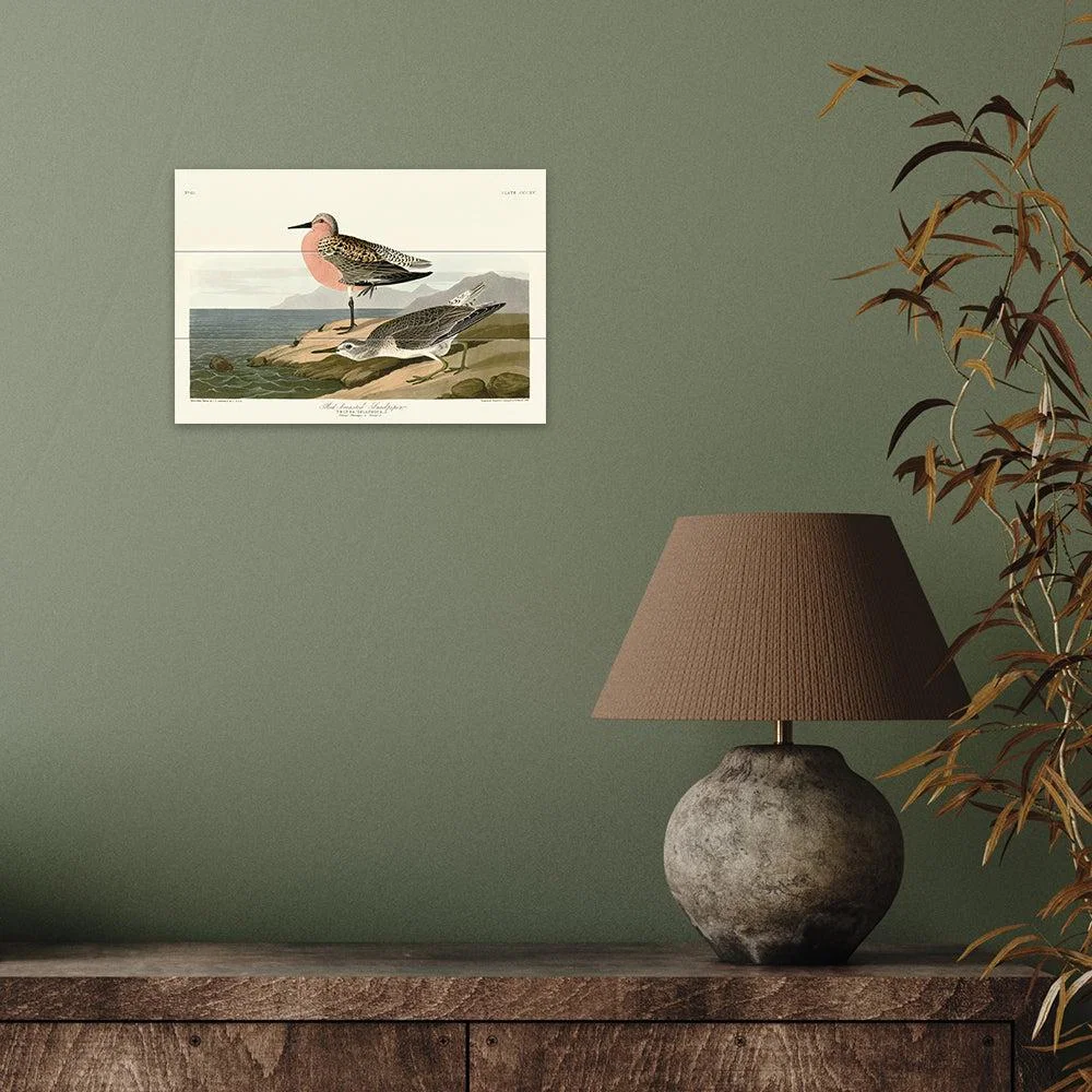 The Art Group John James Audubon (Red-Breasted Sandpiper) Wood Print / Micro – image 2