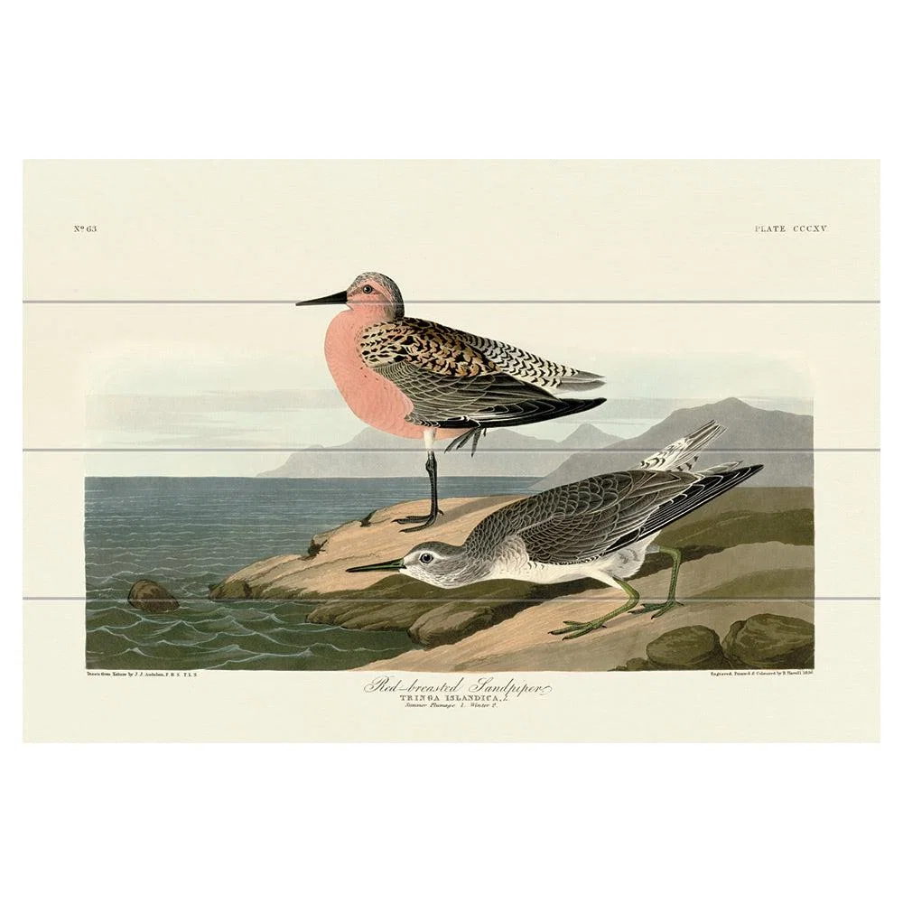 The Art Group John James Audubon (Red-Breasted Sandpiper) Wood Print / Micro – image 3