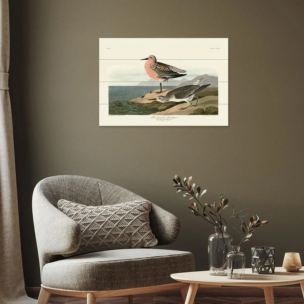 The Art Group John James Audubon (Red-Breasted Sandpiper) Wood Print / Micro – image 4
