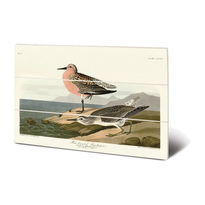 The Art Group John James Audubon (Red-Breasted Sandpiper) Wood Print / Micro – image 1