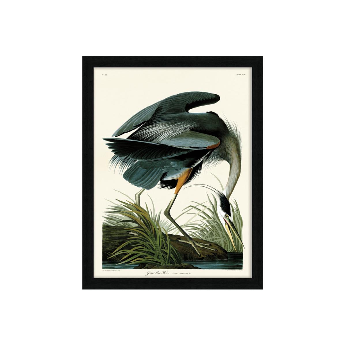 The Art Group John James Audubon (Great Blue Heron) Pre Framed- 60x80cm / 60x80cm – image 1