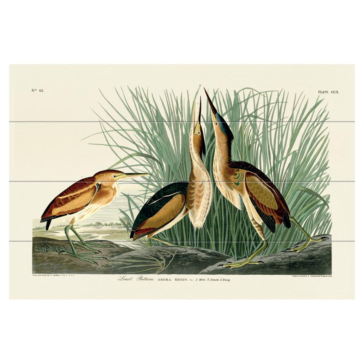 The Art Group John James Audubon (Least Bittern) Wood Print / Micro – image 3