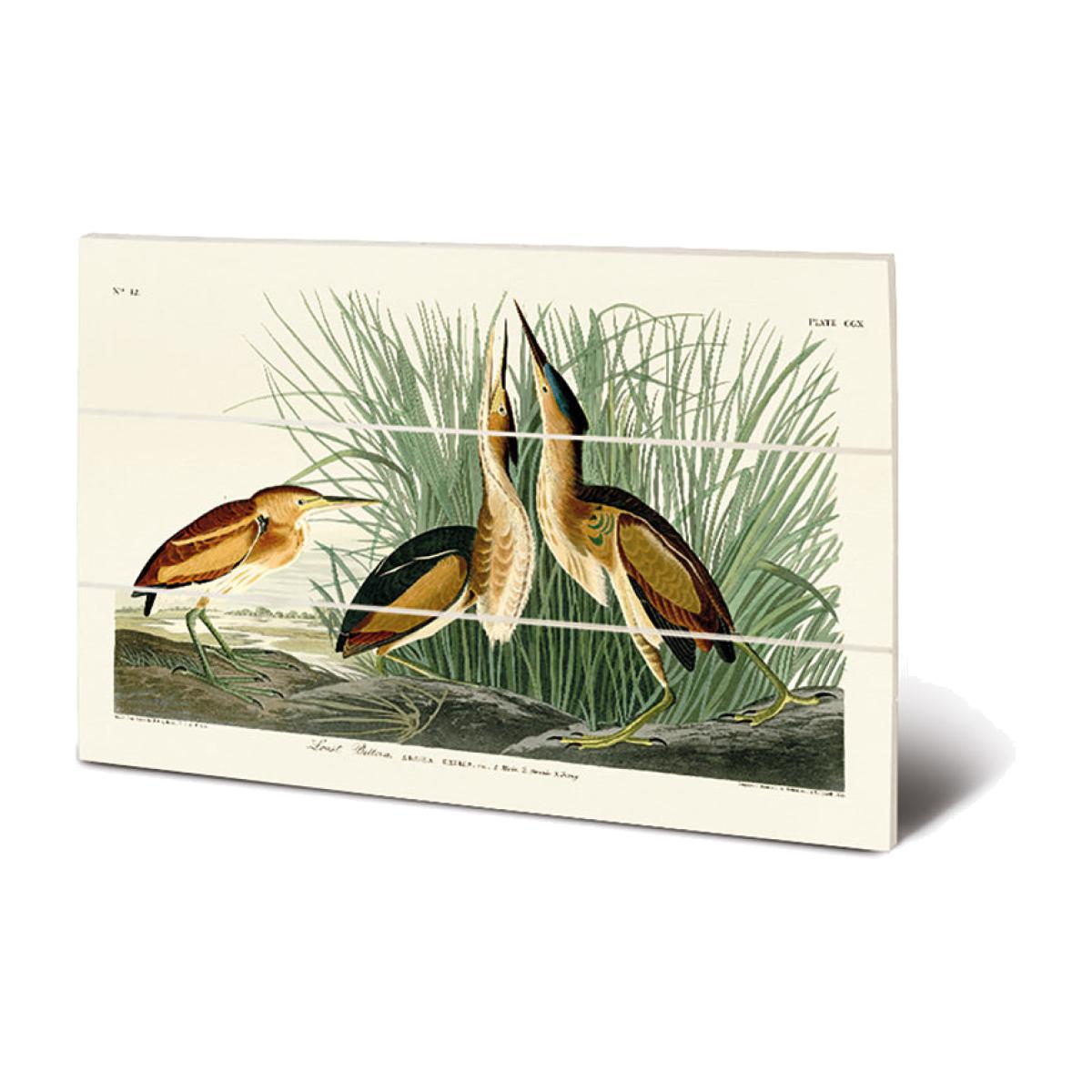 The Art Group John James Audubon (Least Bittern) Wood Print / Micro – image 1