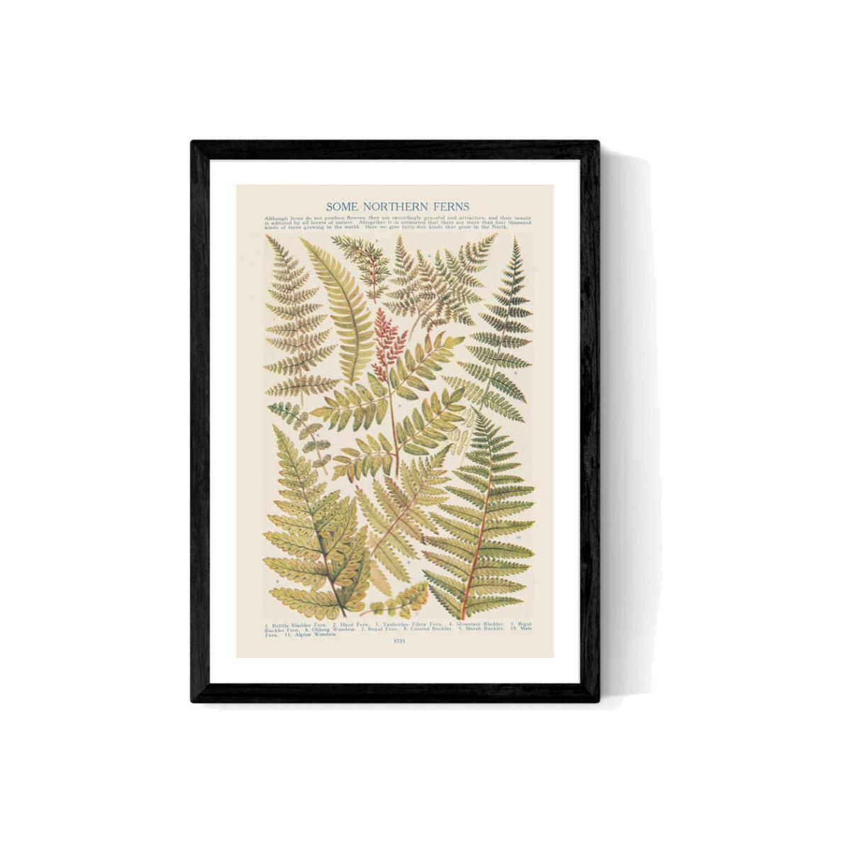 Some Nothern Ferns by Aster - A2 Black Framed Art Print – image 1