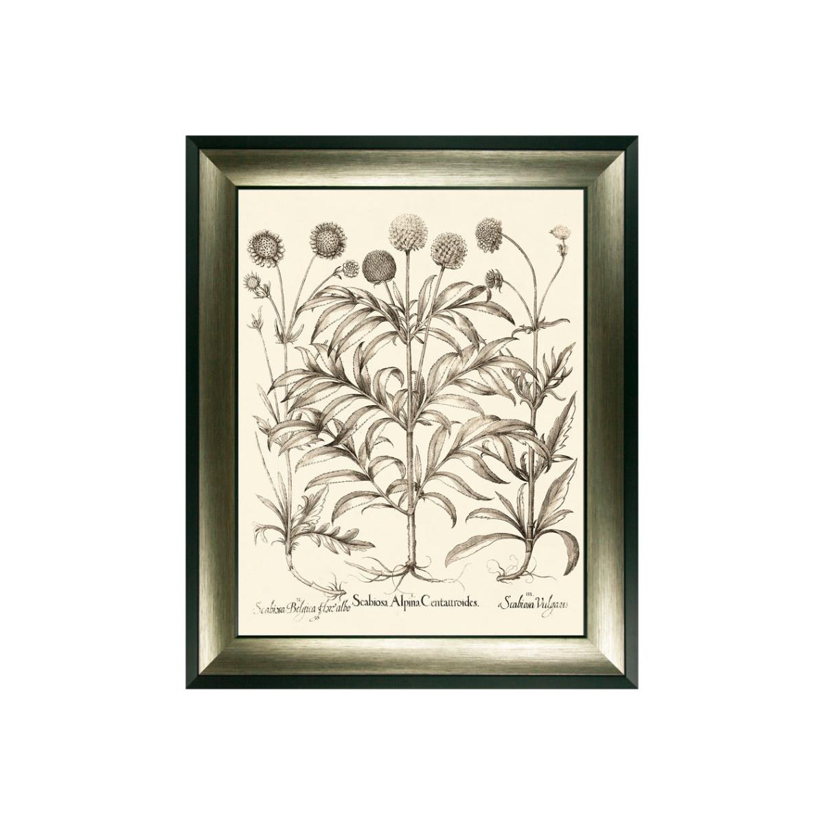 Olivia's 'Sepia Botanials III' - Framed & Glazed Print - 89x72.5cm – image 1