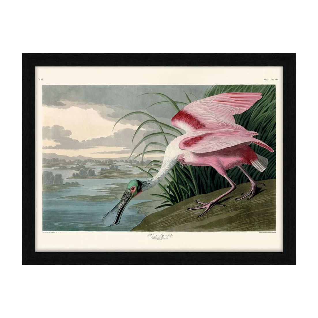 The Art Group John James Audubon (Roseate Spoonbill) Pre Framed- 60x80cm – image 1