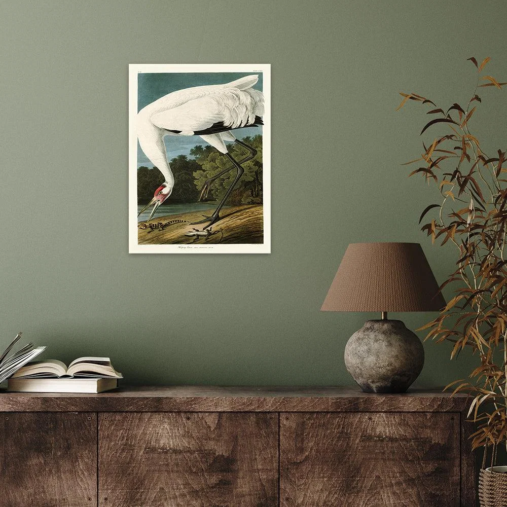The Art Group John James Audubon (Hooping Crane) Canvas Print / Large – image 2
