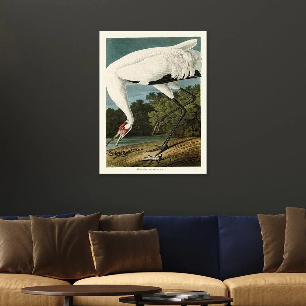 The Art Group John James Audubon (Hooping Crane) Canvas Print / Large – image 3