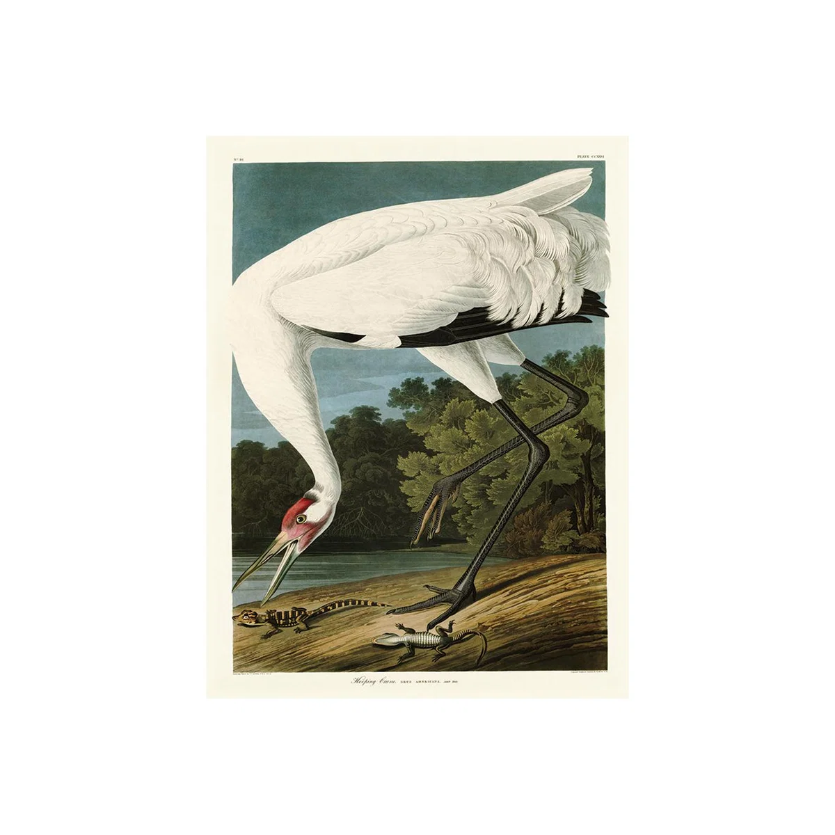The Art Group John James Audubon (Hooping Crane) Canvas Print / Large – image 1