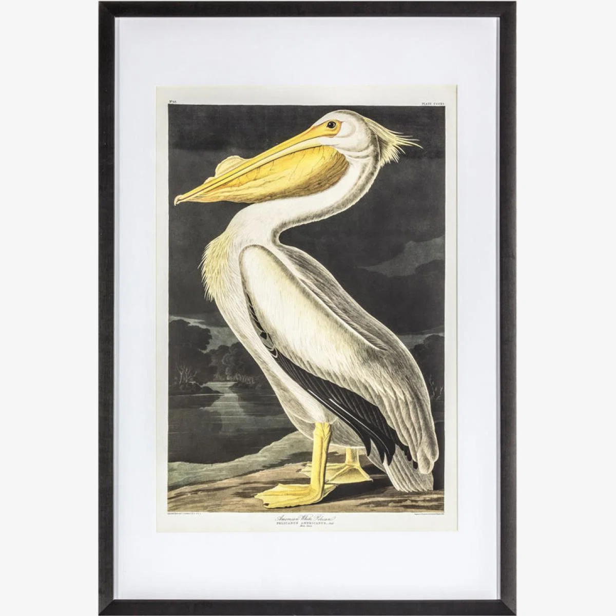 Gallery Interiors Inquisitive Pelican Framed Wall Art – image 1