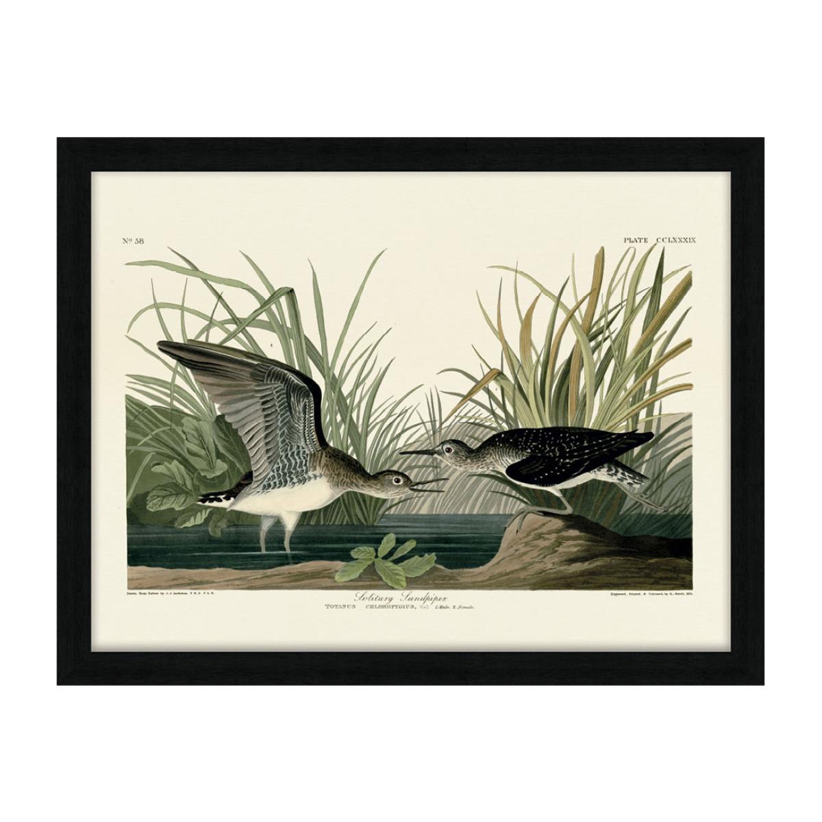 The Art Group John James Audubon (Solitary Sandpiper) Pre Framed- 60x80cm – image 1