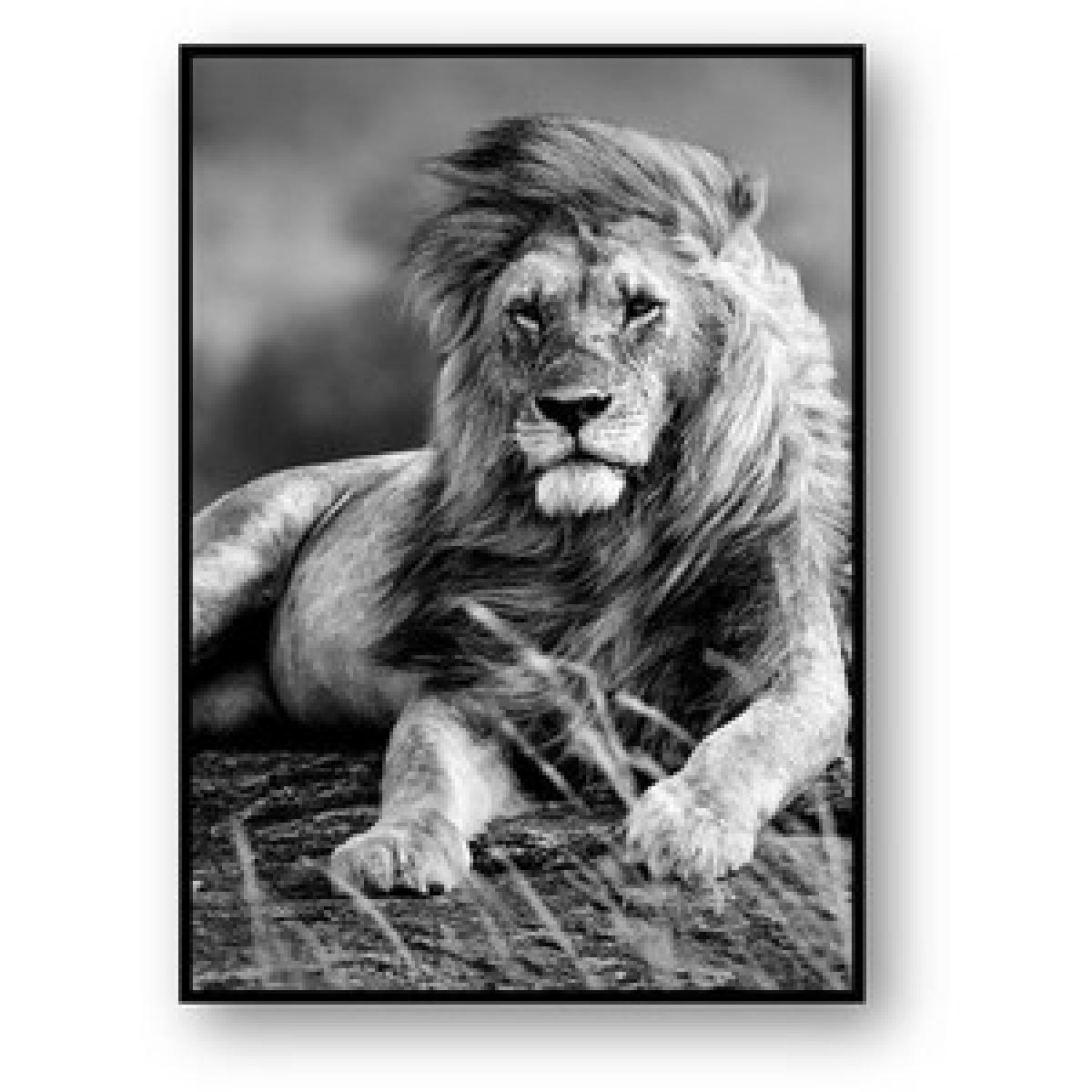 King of the Jungle Canvas – image 2