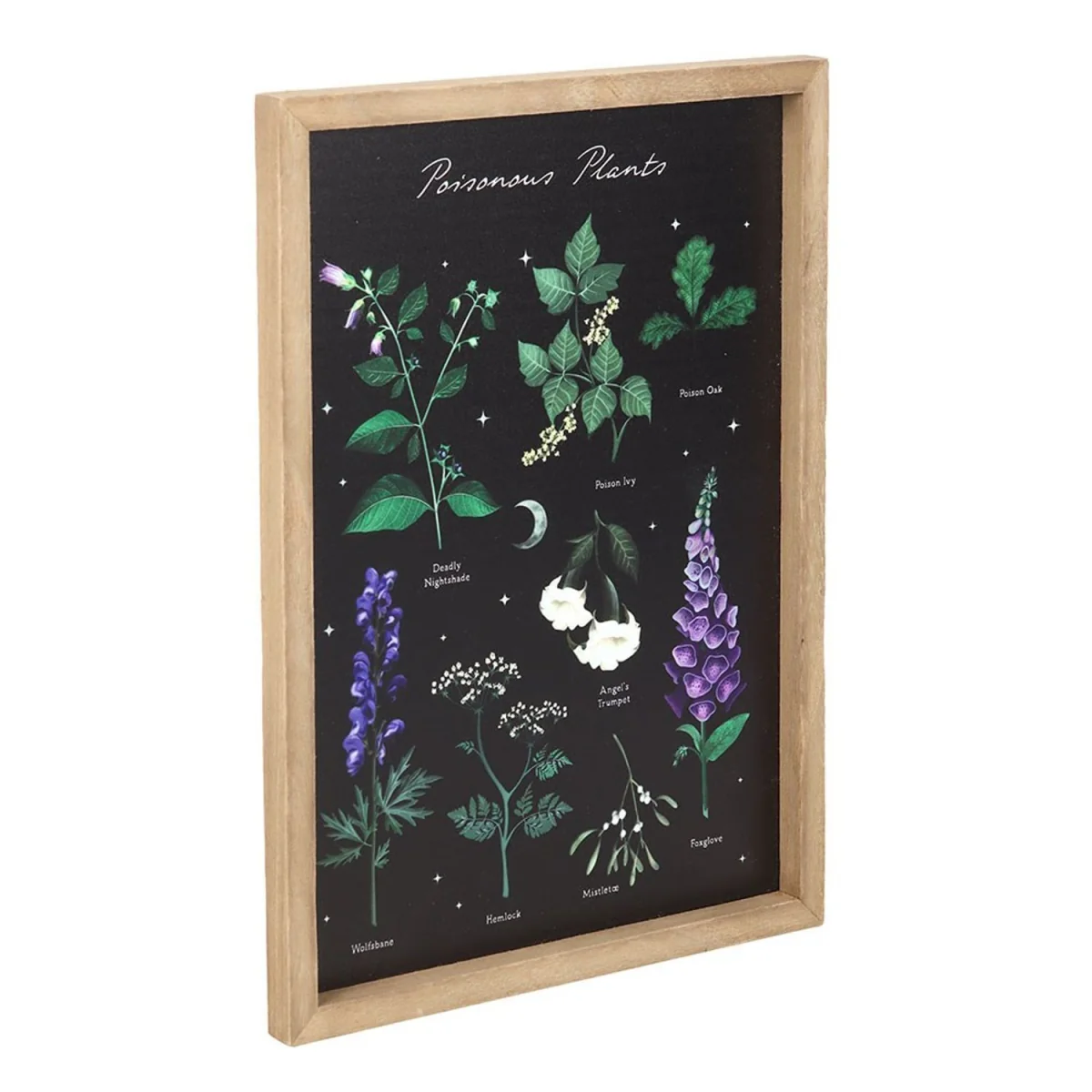 Something Different Poisonous Plants Framed Wall Art - Multicoloured – image 2