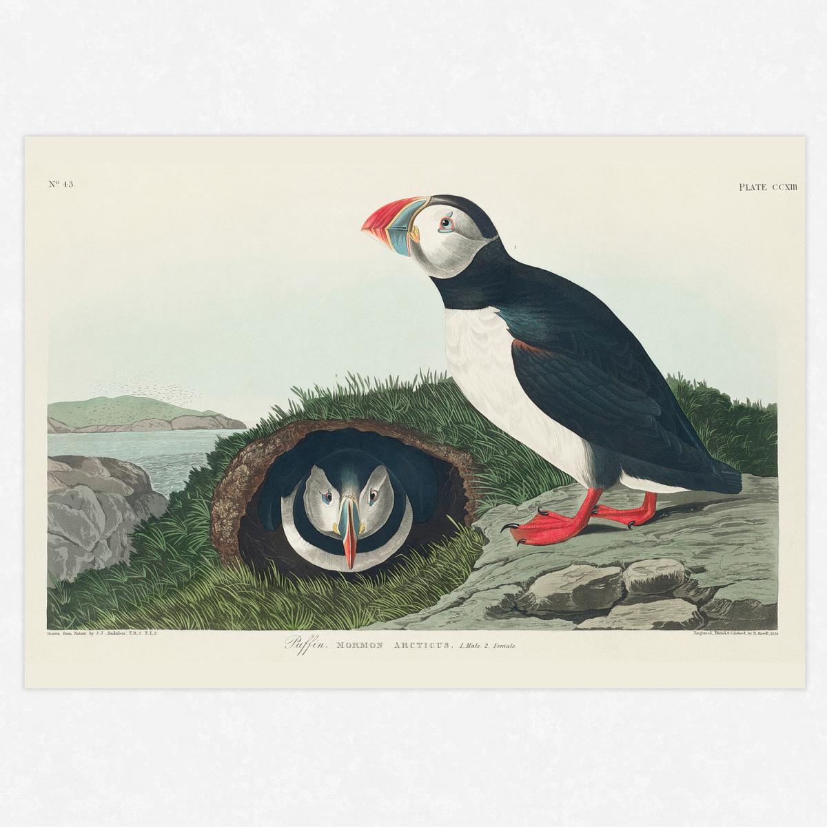 Billed Puffins Art Print - Wall Art Print / A4