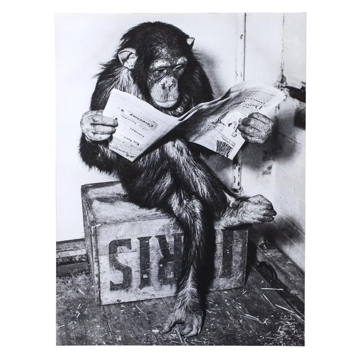 Chimpanzee Reading Newspaper Canvas - Grey – image 2