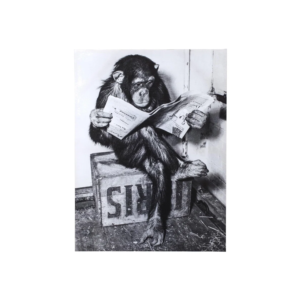 Chimpanzee Reading Newspaper Canvas - Grey – image 1