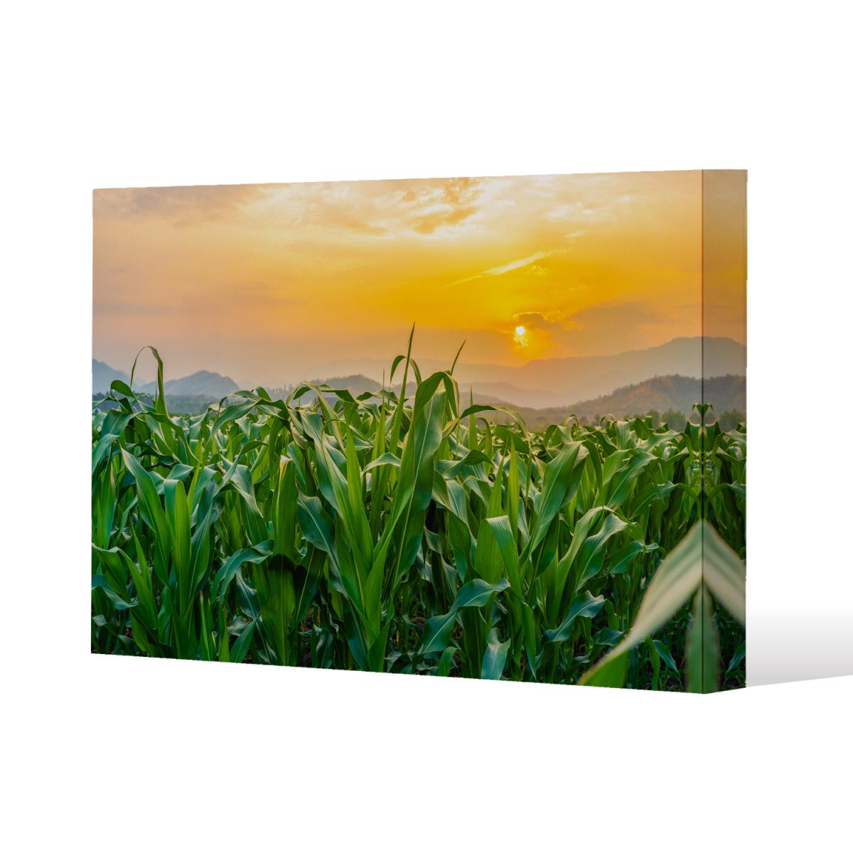 green corn field in agricultural garden and light shines sunset Canvas Print - Green / 46cm / 31cm – image 2