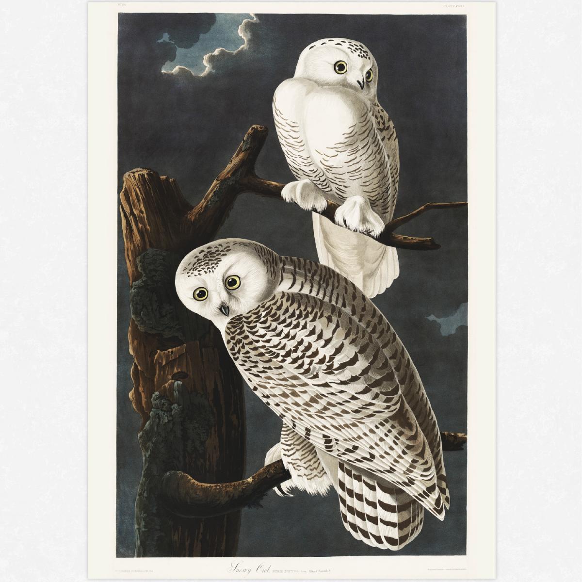 Snowy Owl Art Print - Wall Art Print / A3