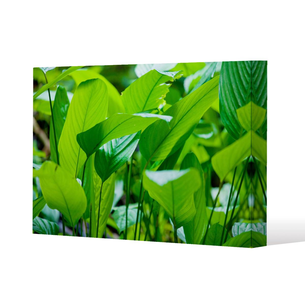 Green leaf background abstract of nature Canvas Print - Green / 61cm / 41cm – image 2