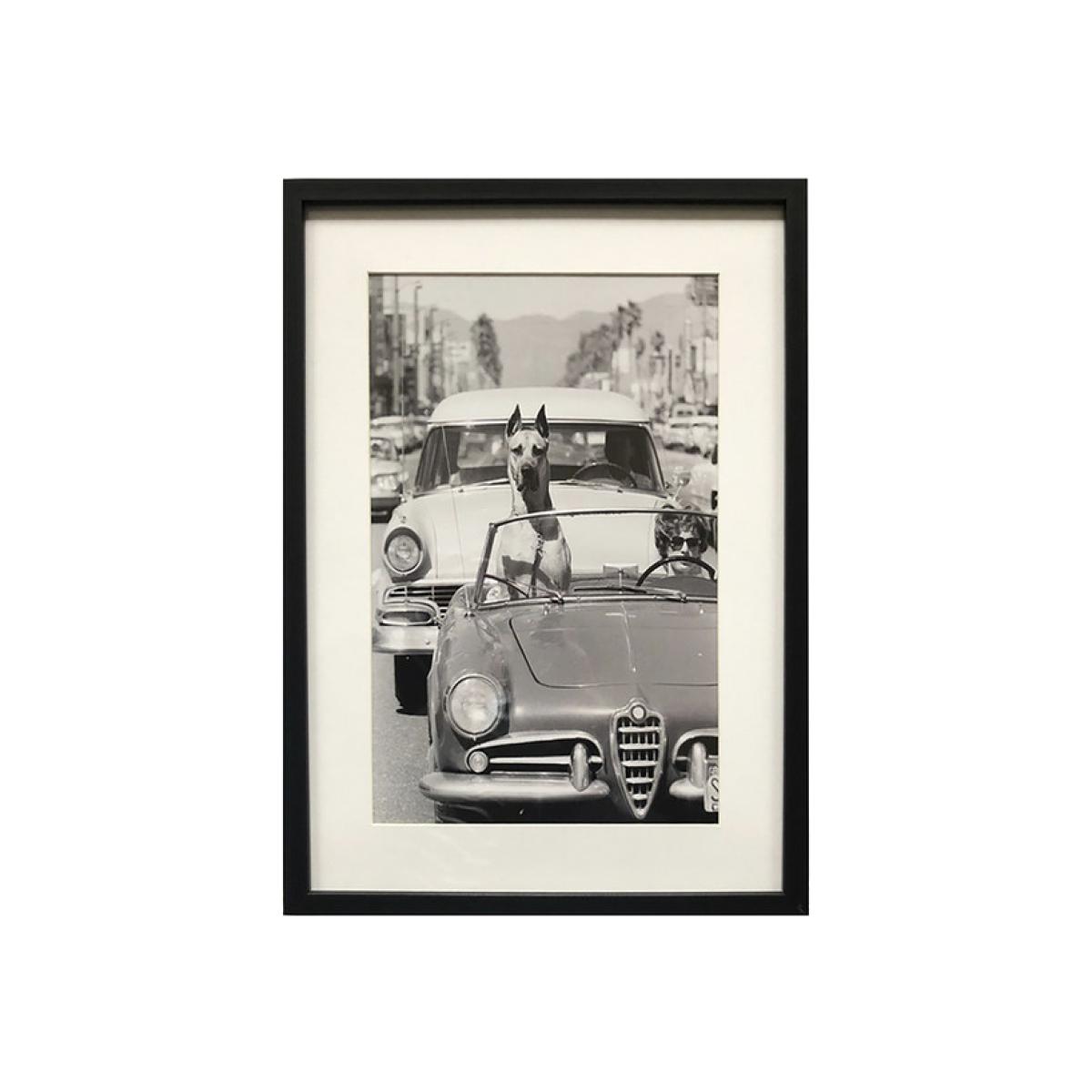 Cruising Dog Monochrome Framed Print