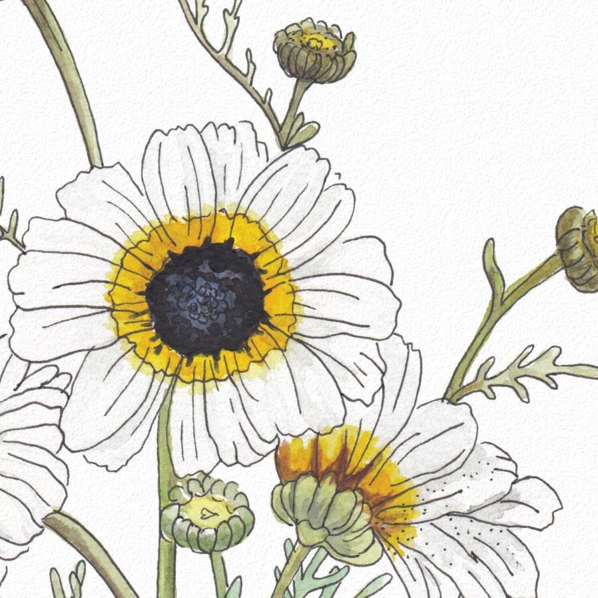 Painted Daisies - The Westgate Collection Print – image 4