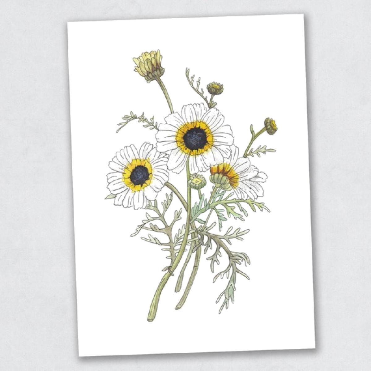 Painted Daisies - The Westgate Collection Print – image 1