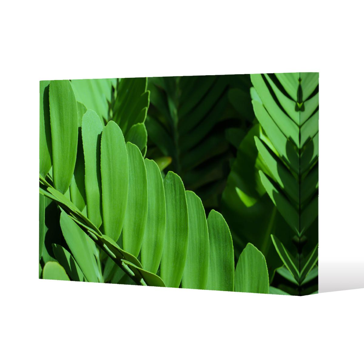 Natural dark green leaves, long slender green leaves Canvas Print - Green / 31cm / 41cm – image 2
