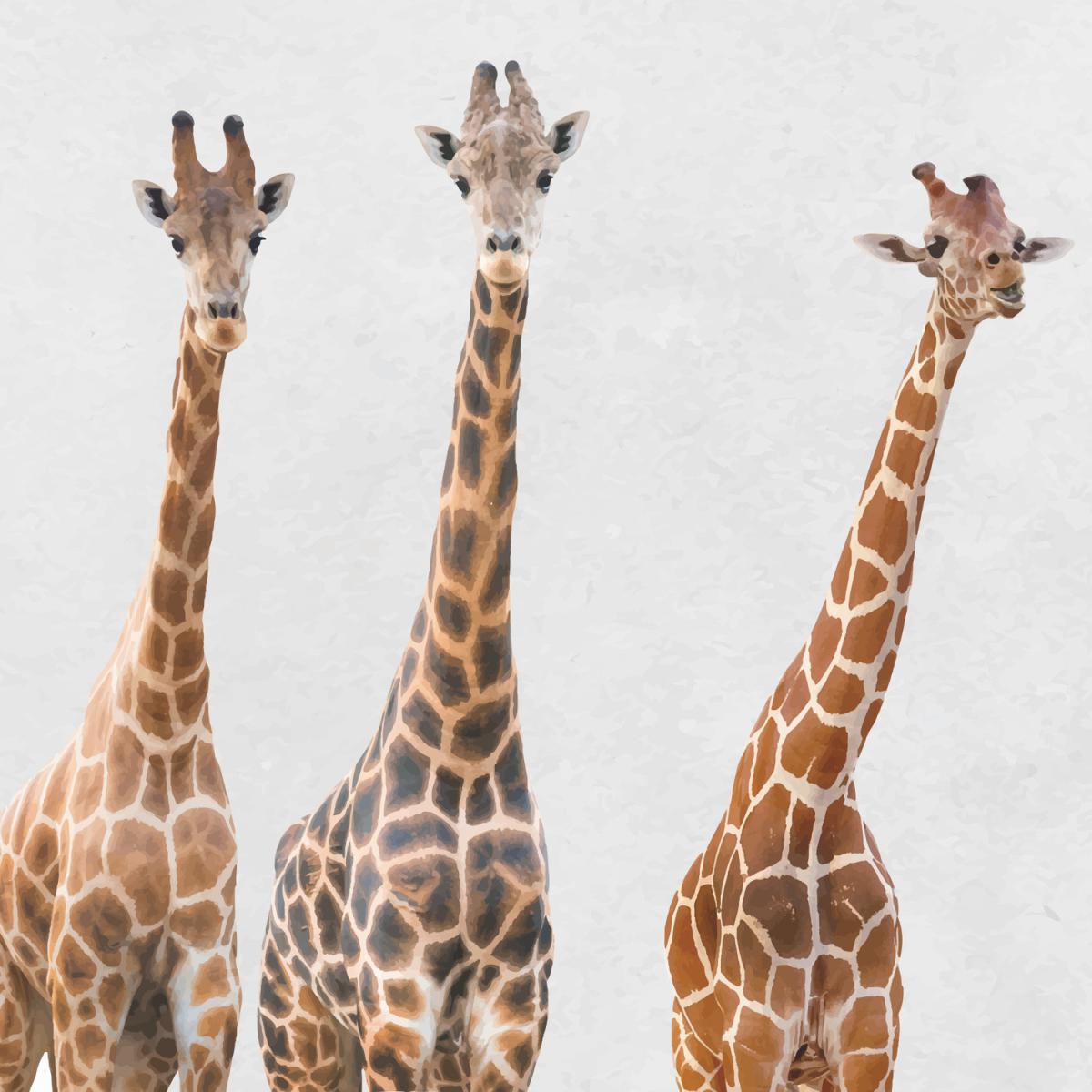 Modern Giraffes in a Camper Van Wall Art Print Framed - Black Frame – image 2