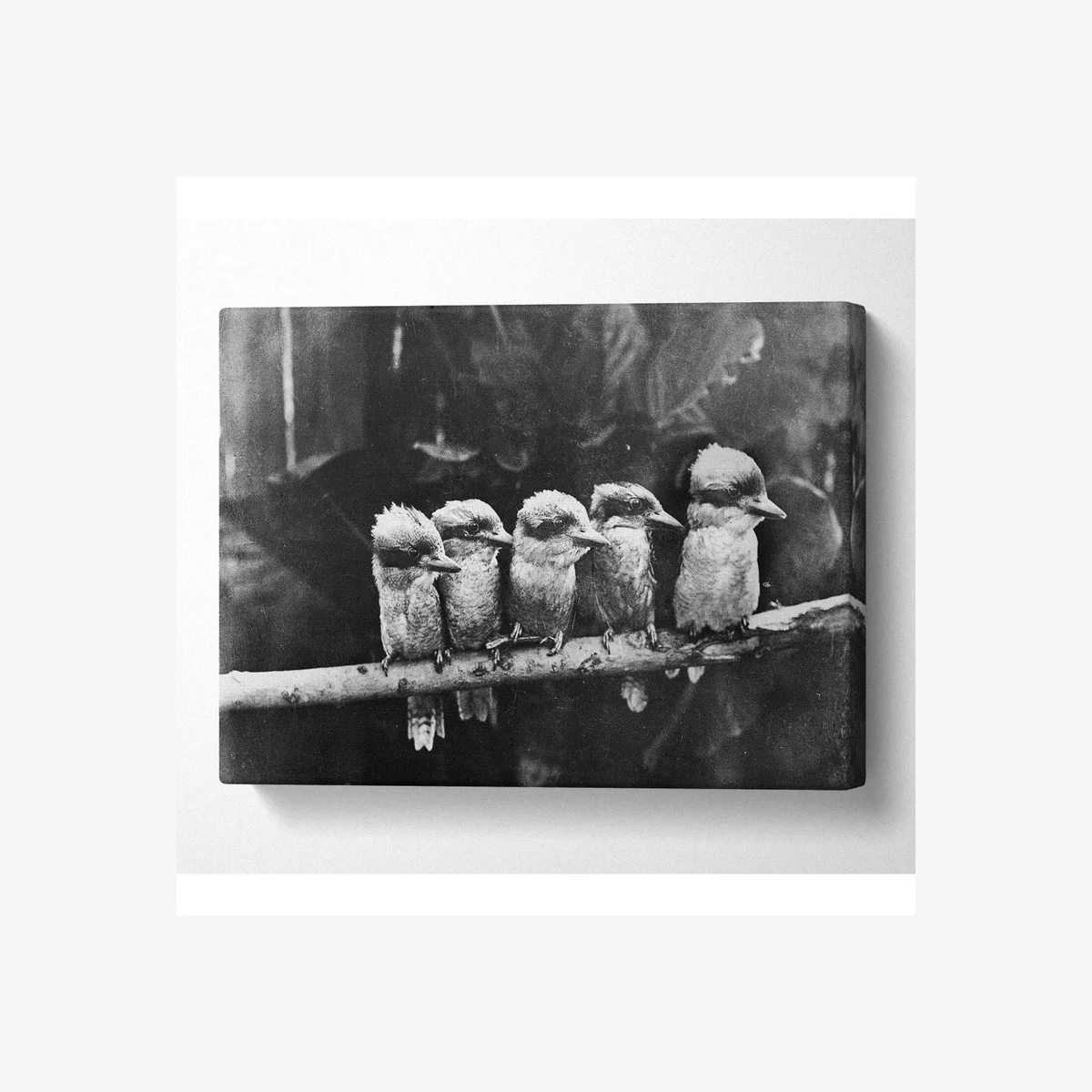 Cookabrah Canvas Print - Black / 81.28cm