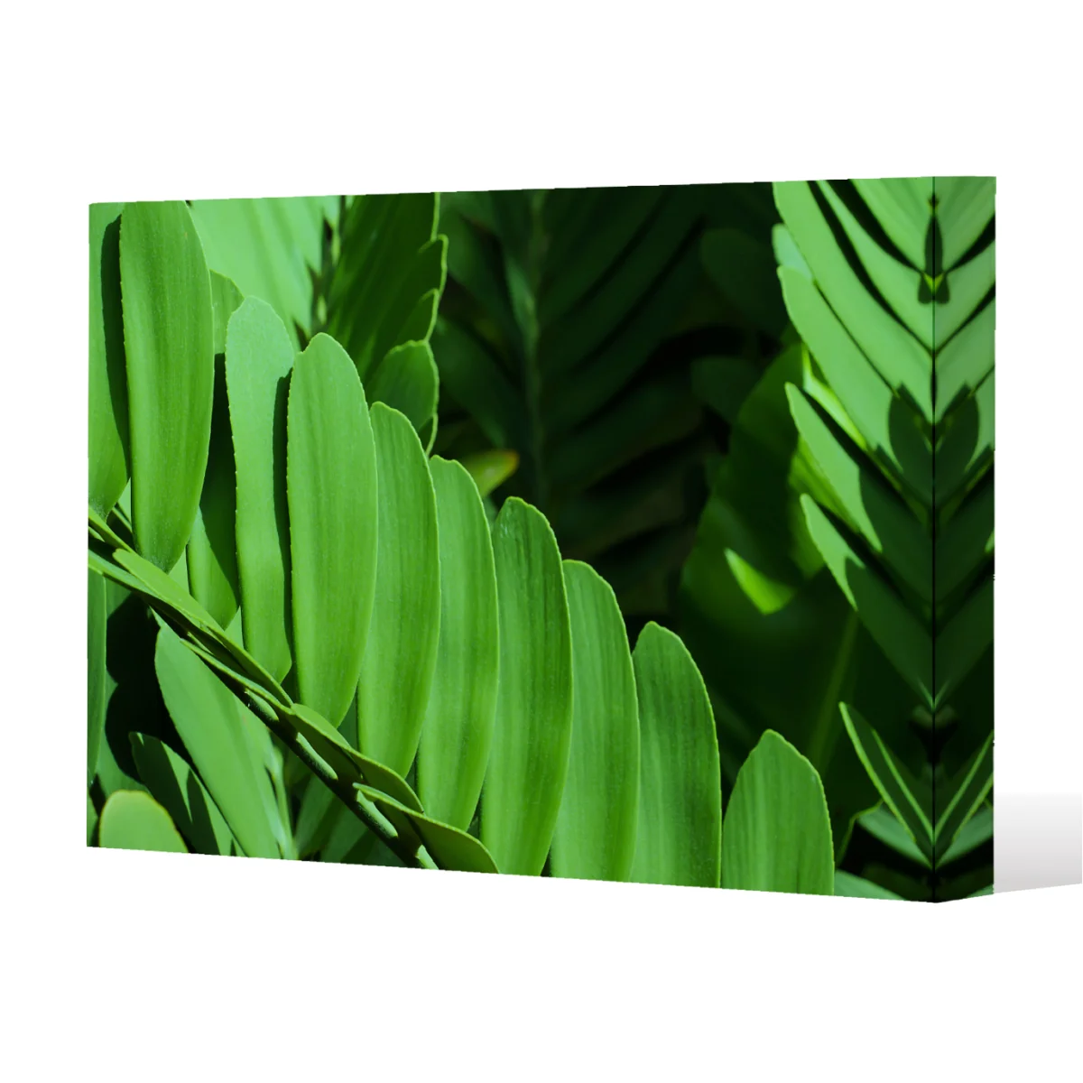 Natural dark green leaves, long slender green leaves Canvas Print - Green / 152cm / 101cm – image 1