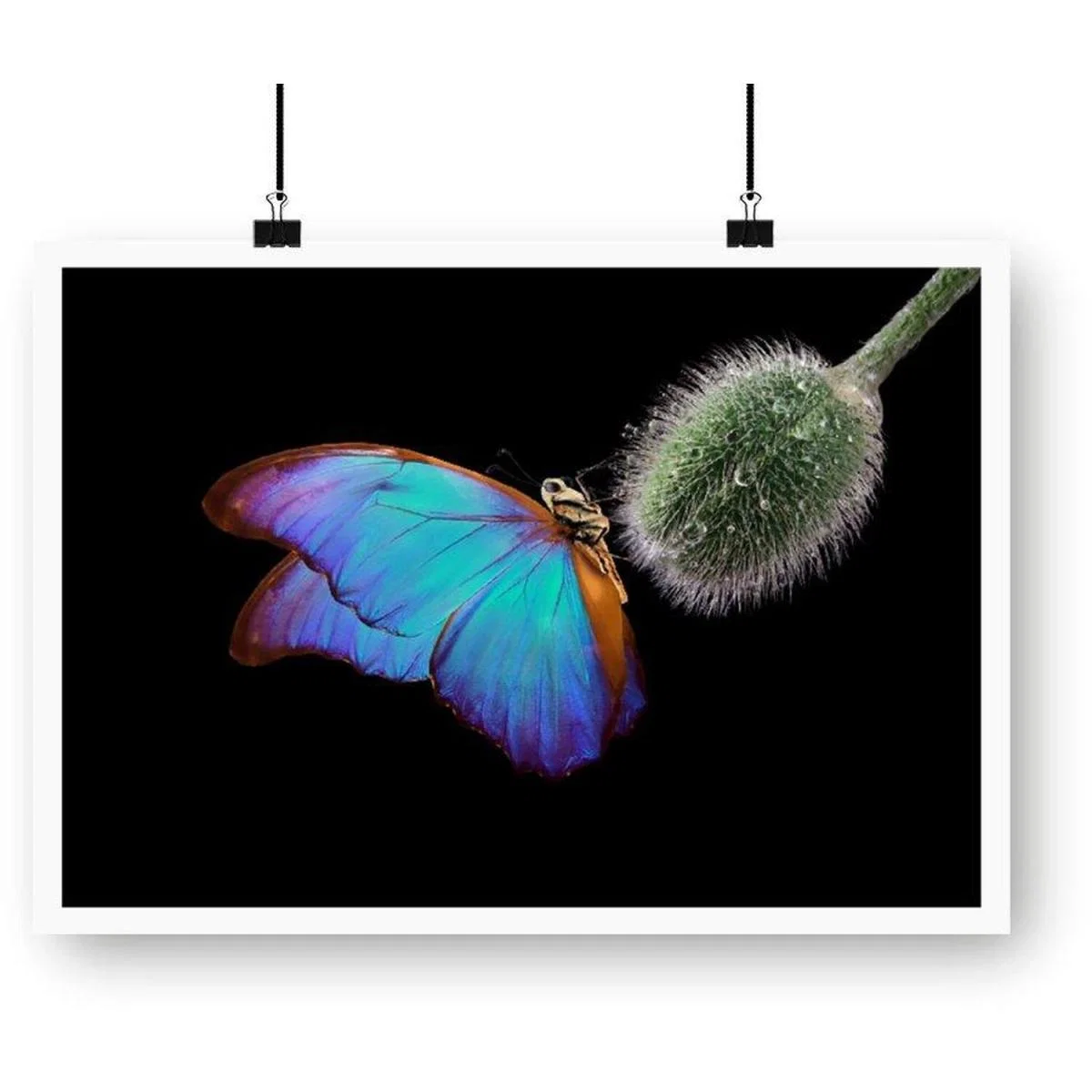 Bright Butterfly On A Poppy Bud Art Print - Blue / 59.4cm – image 2