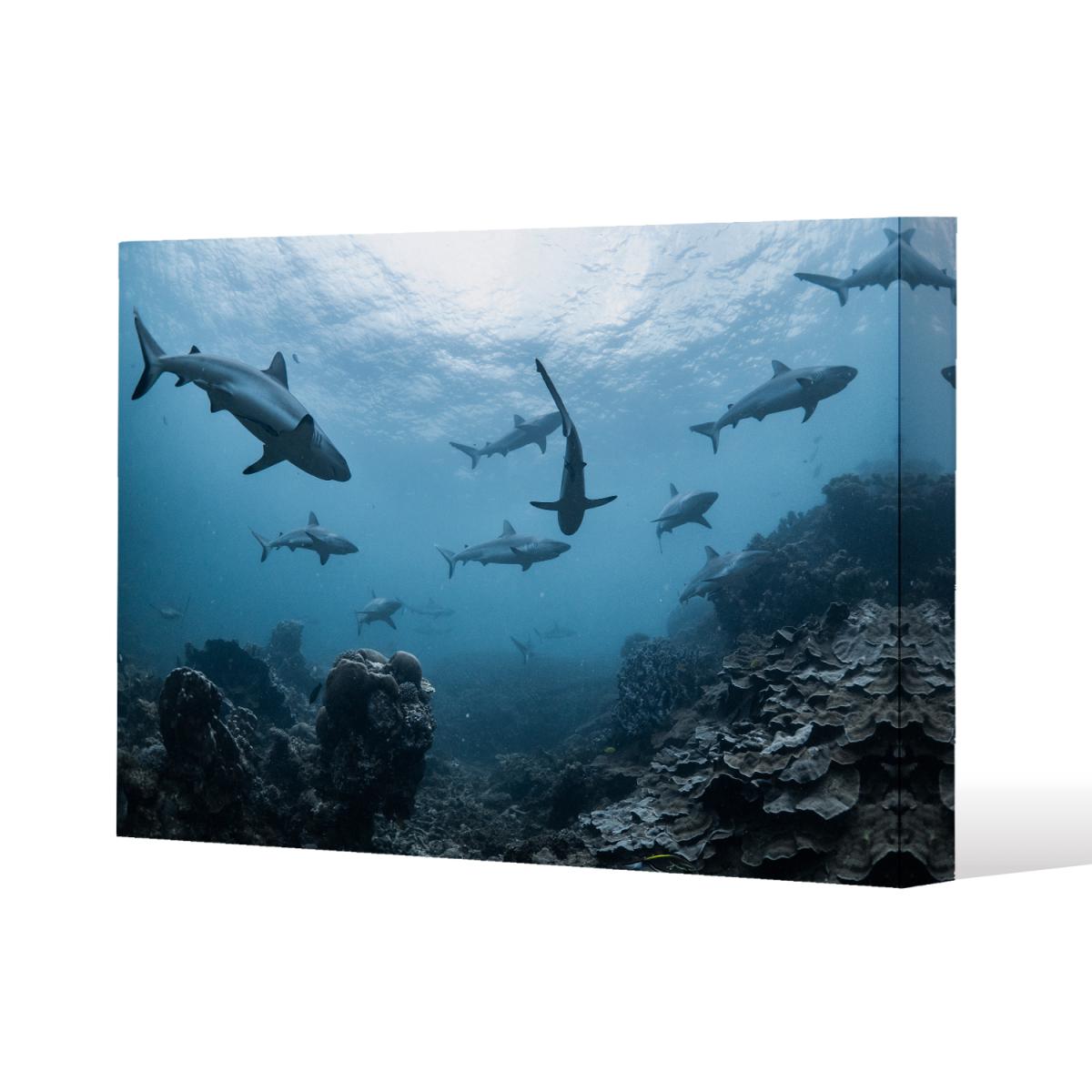 Schooling grey reef sharks, Ningaloo reef, Western Australia Canvas Print - Blue / 61cm / 41cm – image 2