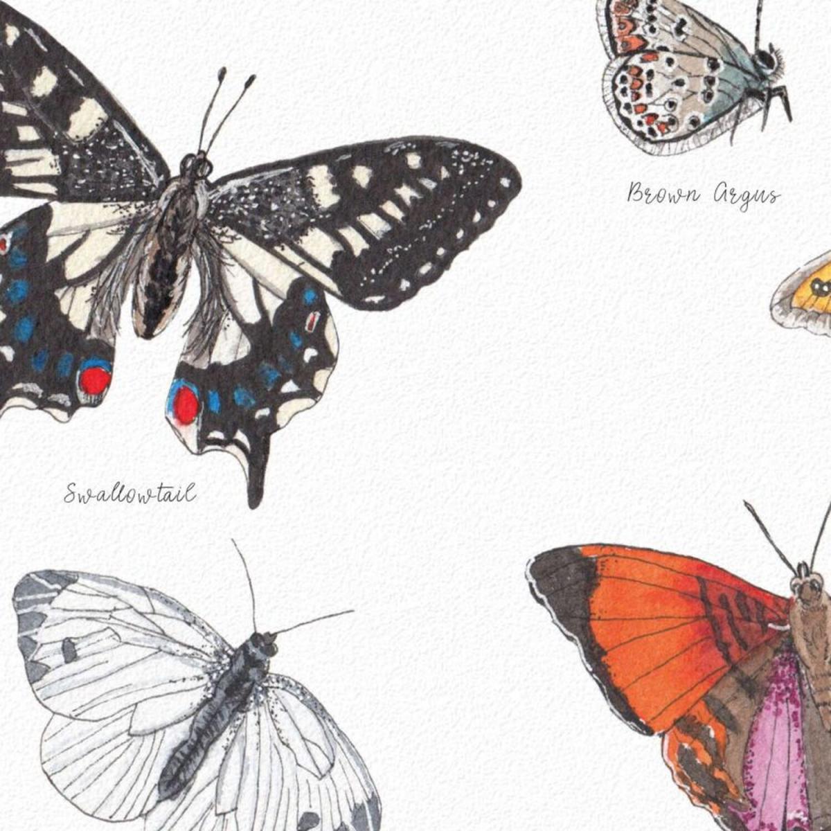 The Butterflies - A3 – image 3