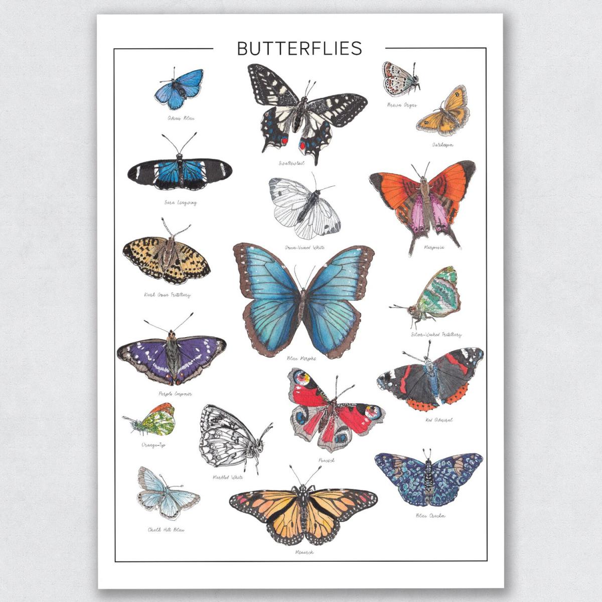 The Butterflies - A3 – image 5